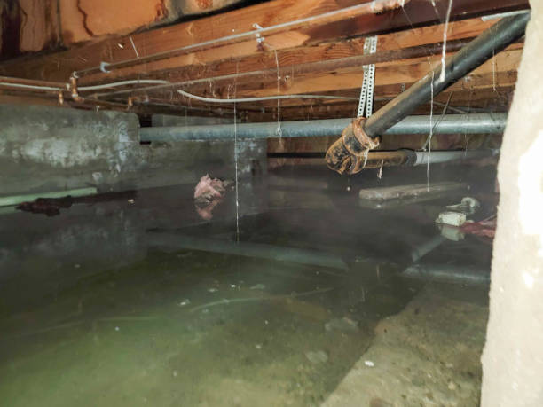 Best Water damage restoration experts  in Hampton, SC